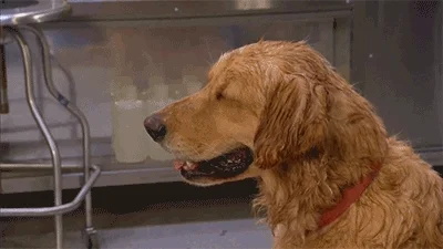 Melting Hot Dog GIF